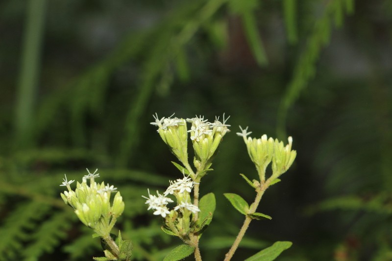 Stevia pallida photo 2