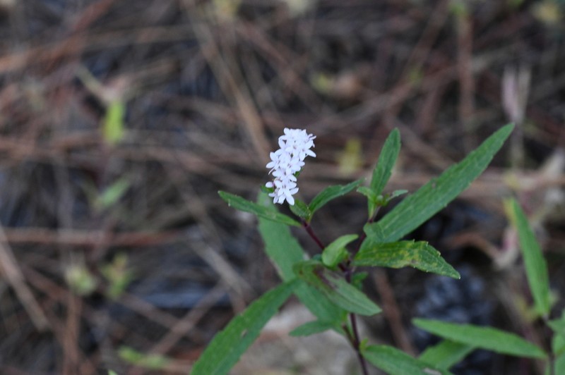Stevia palmeri