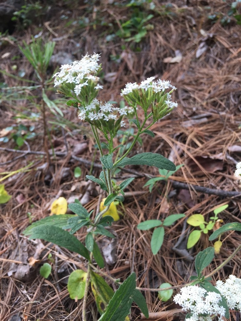 Stevia palmeri photo 2