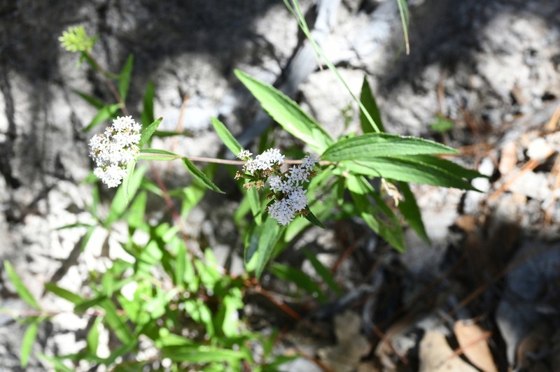 Stevia palmeri photo 3