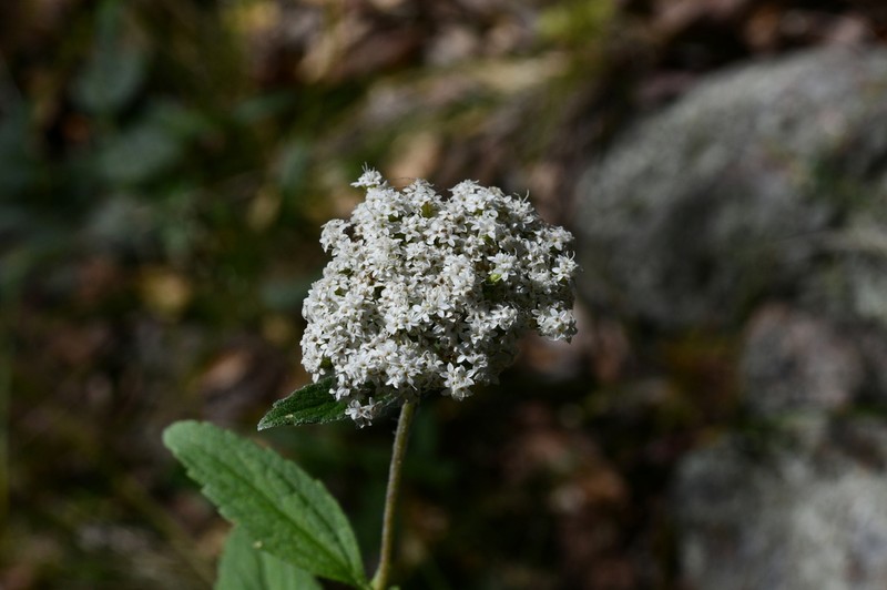 Stevia palmeri photo 4