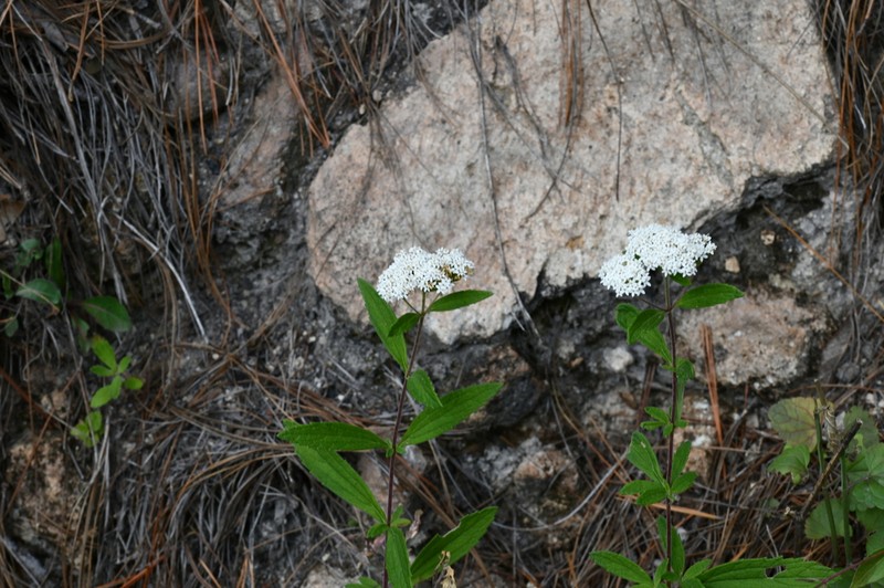 Stevia palmeri photo 5