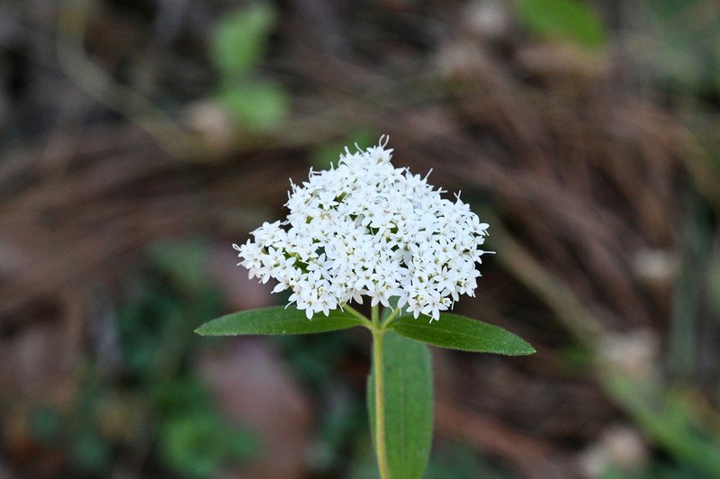 Stevia palmeri photo 6
