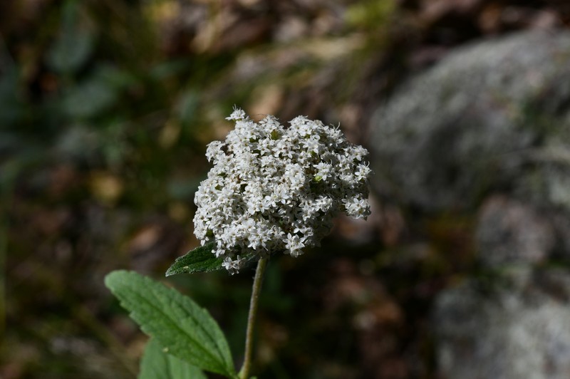 Stevia palmeri photo 7
