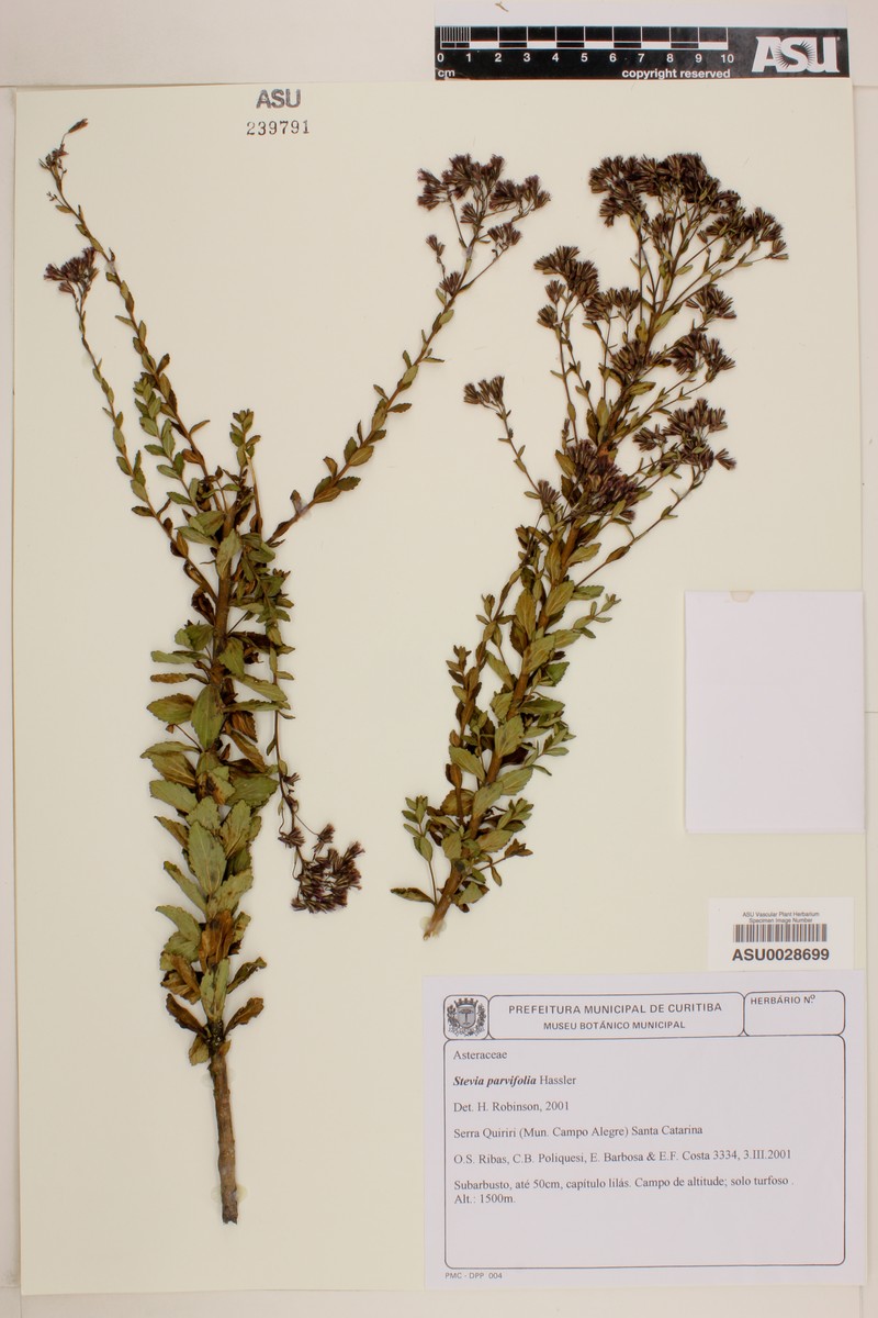 Stevia parvifolia