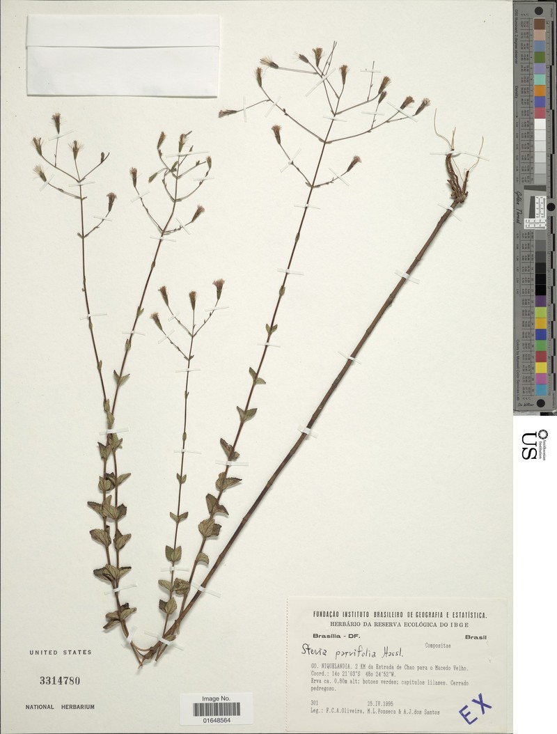 Stevia parvifolia photo 2