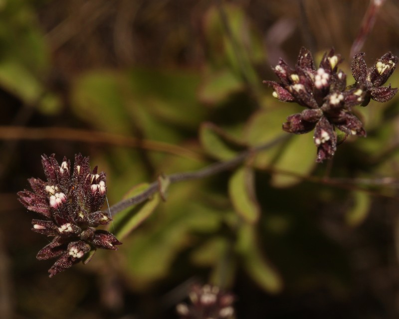 Stevia pearcei