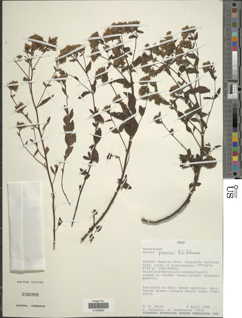 Stevia pearcei photo 2