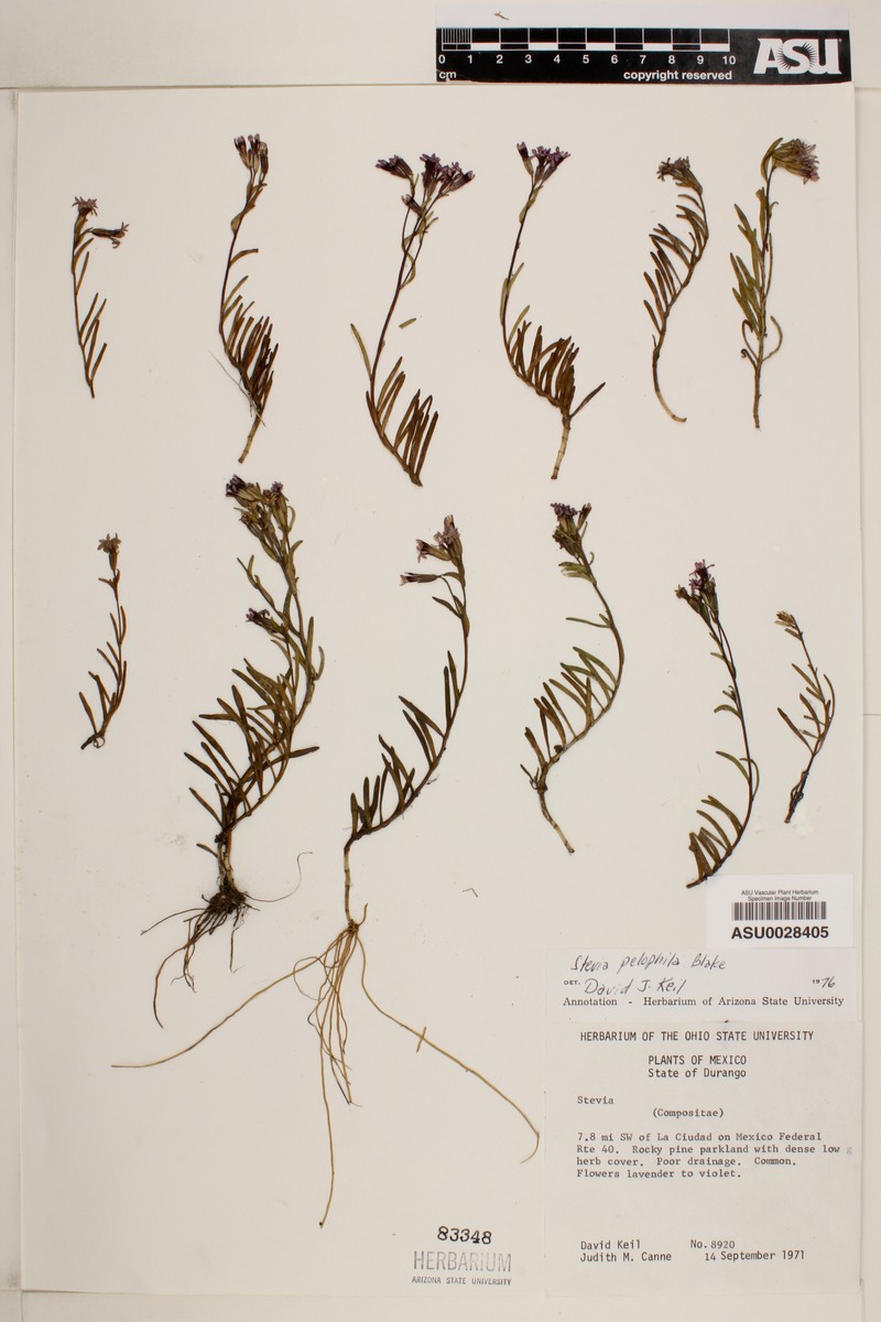 Stevia pelophila