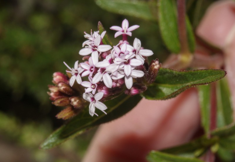Stevia pennellii