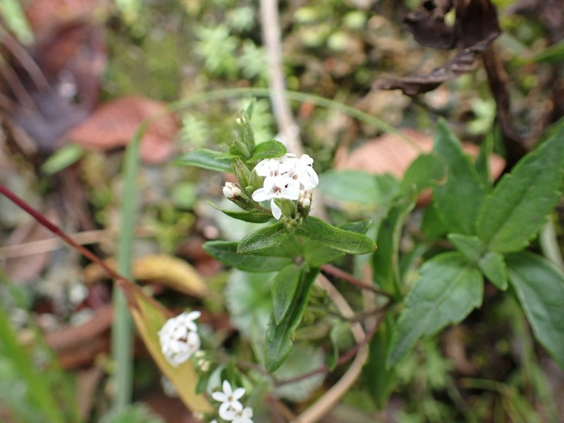 Stevia pennellii photo 2