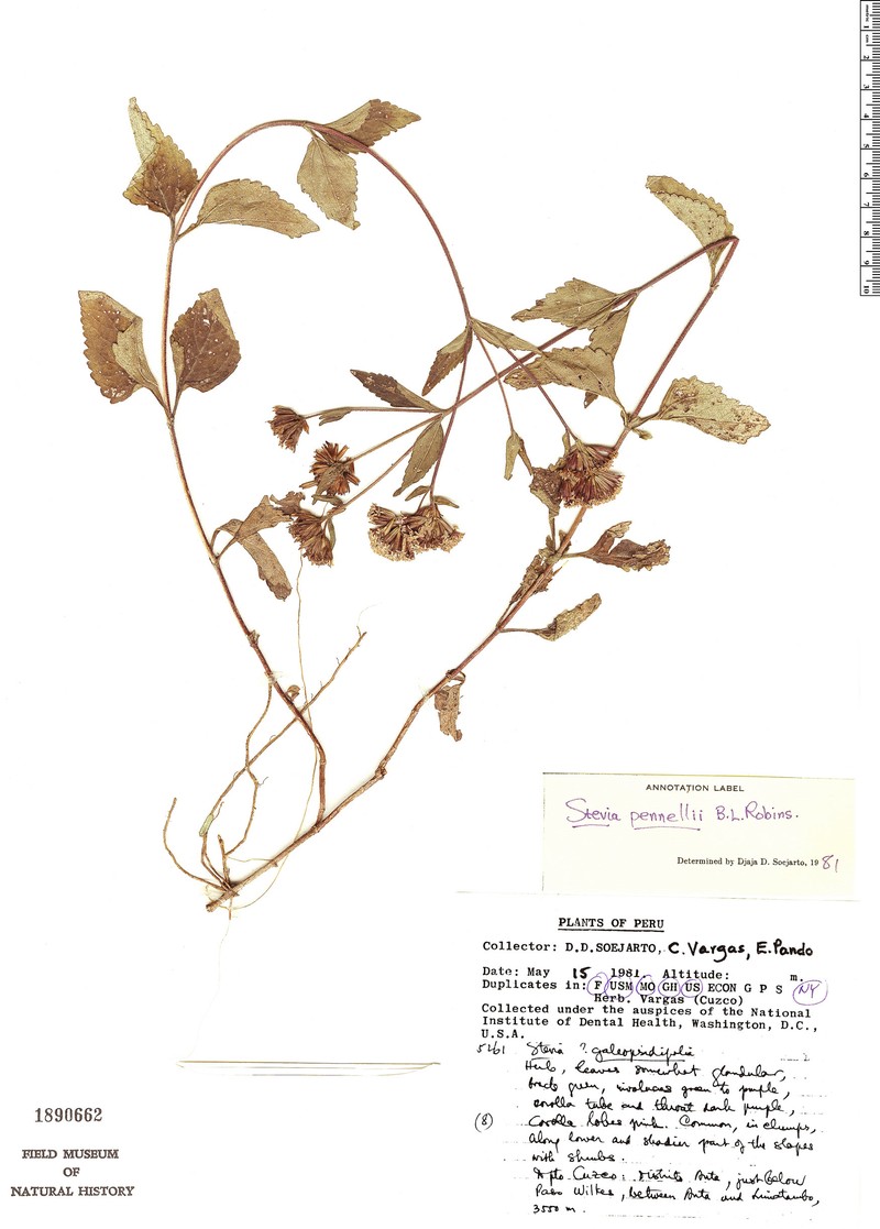 Stevia pennellii photo 3