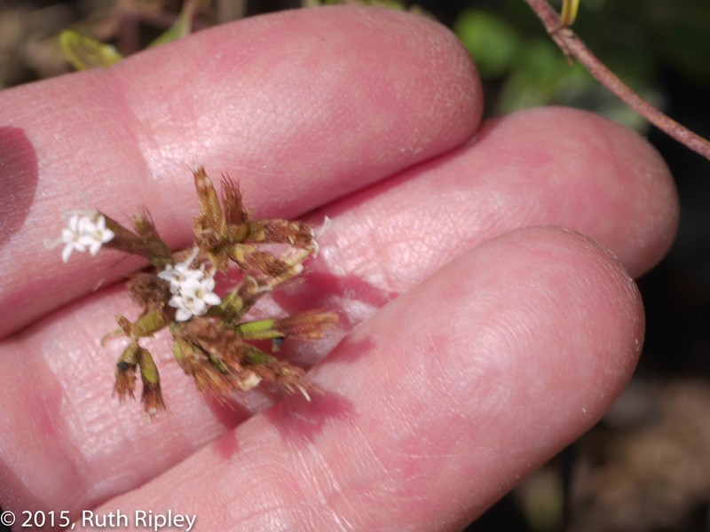 Stevia petiolata