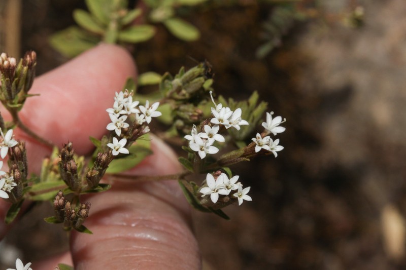 Stevia petiolata photo 3