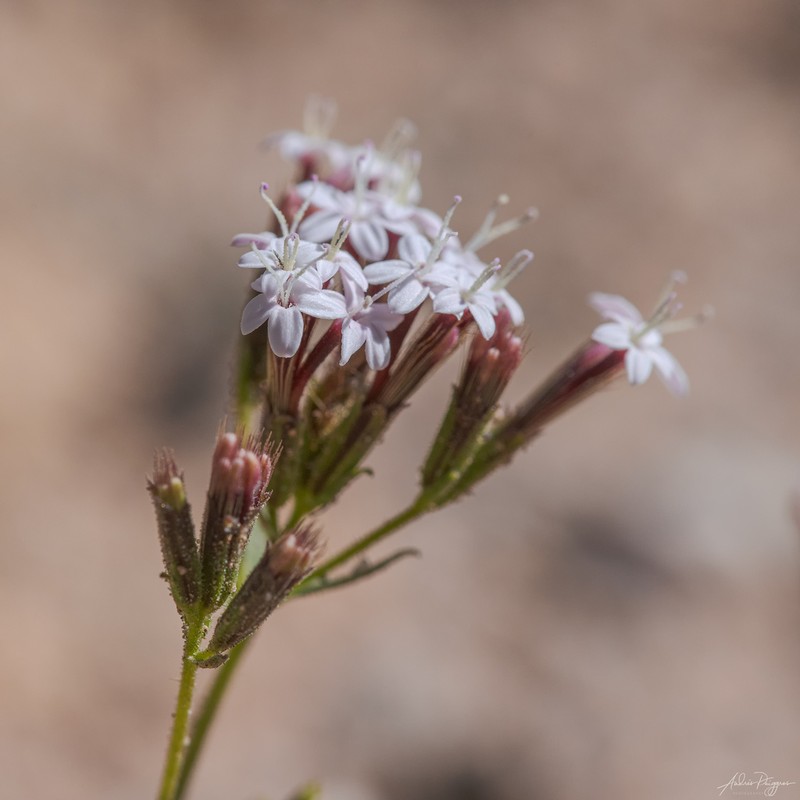 Stevia philippiana
