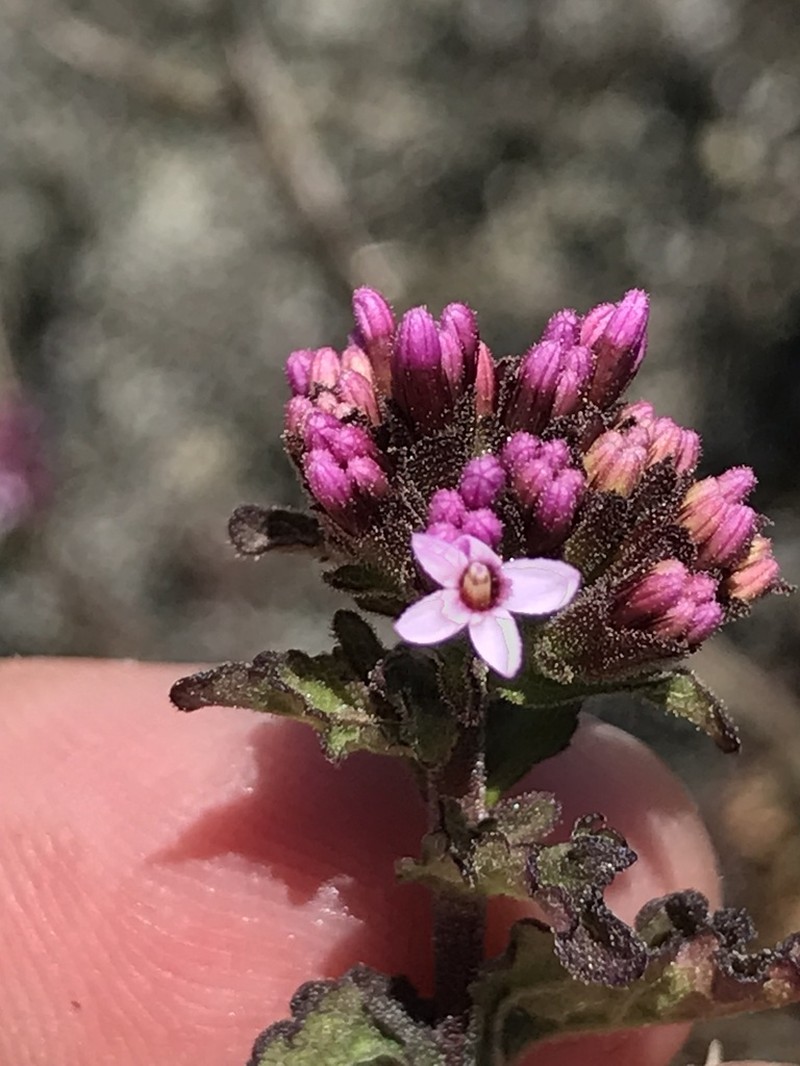 Stevia philippiana photo 2