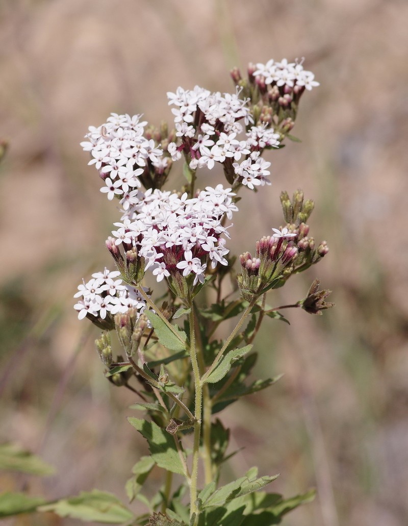 Stevia philippiana photo 3