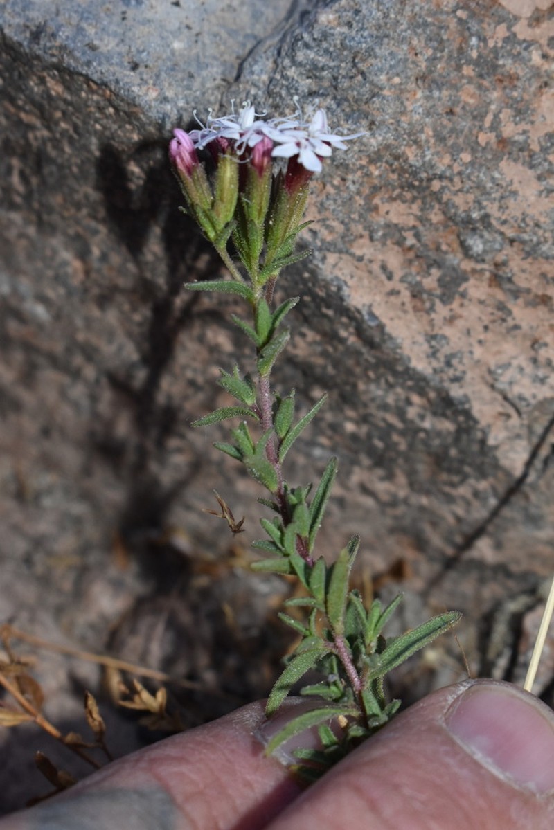 Stevia philippiana photo 4