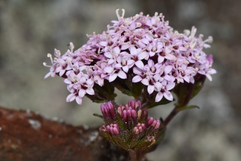 Stevia philippiana photo 5