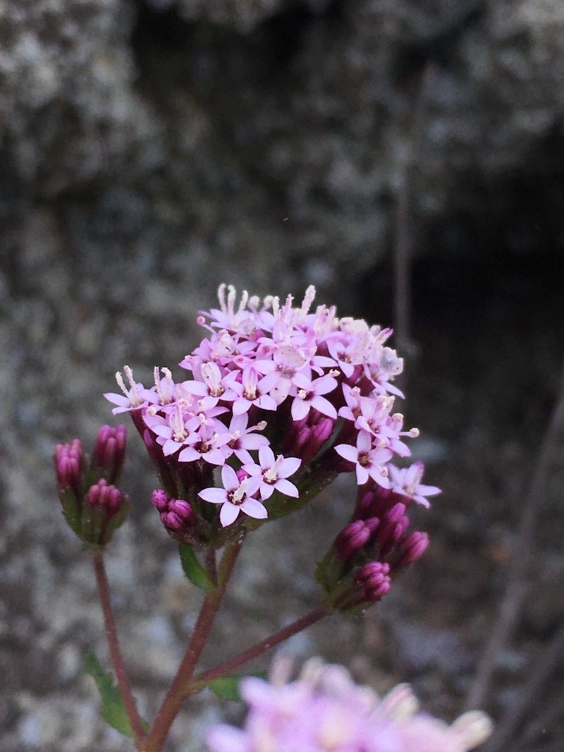 Stevia philippiana photo 7