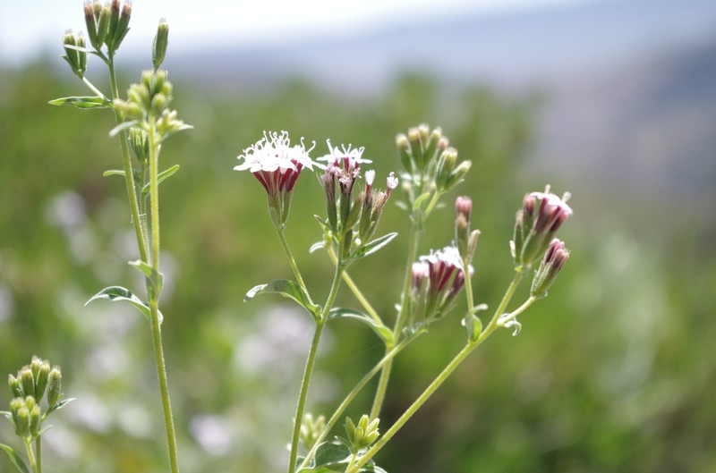 Stevia philippiana photo 8