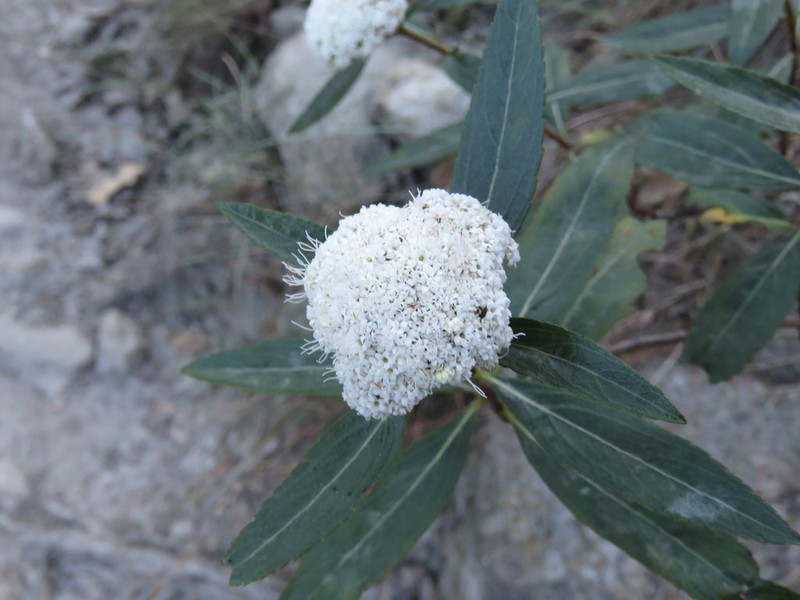 Stevia phlebophylla