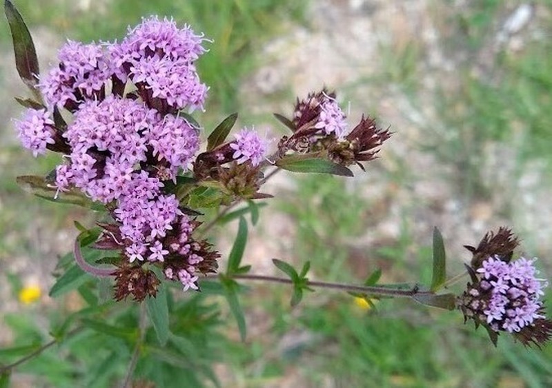 Stevia pilosa