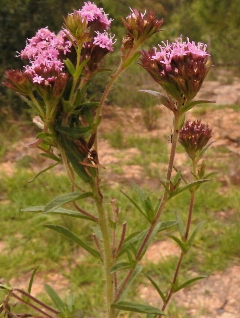 Stevia pilosa photo 2