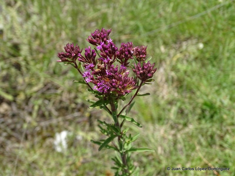Stevia pilosa photo 3