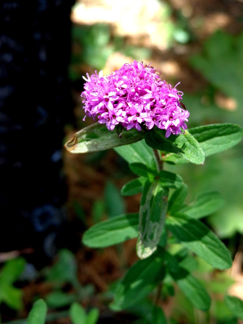 Stevia pilosa photo 4