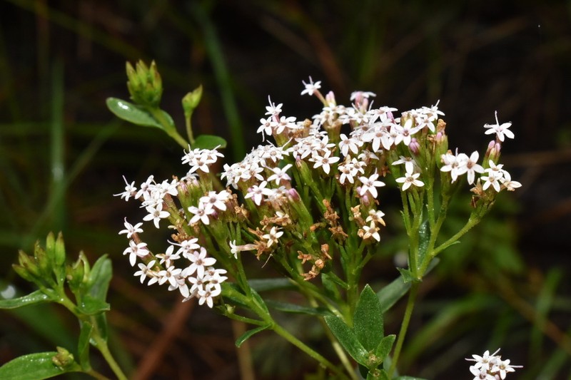 Plummer's Candyleaf photo 2