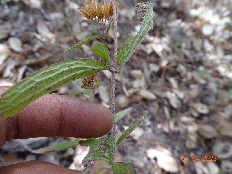 Plummer's Candyleaf photo 3