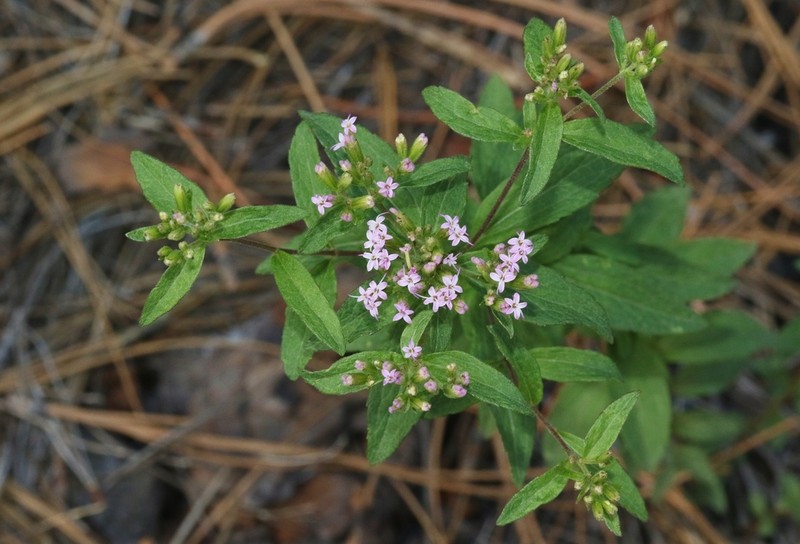 Plummer's Candyleaf photo 4
