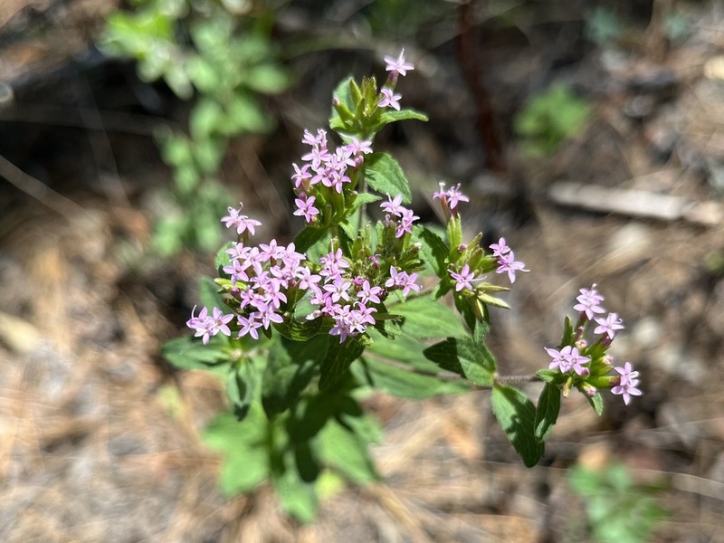 Plummer's Candyleaf photo 6