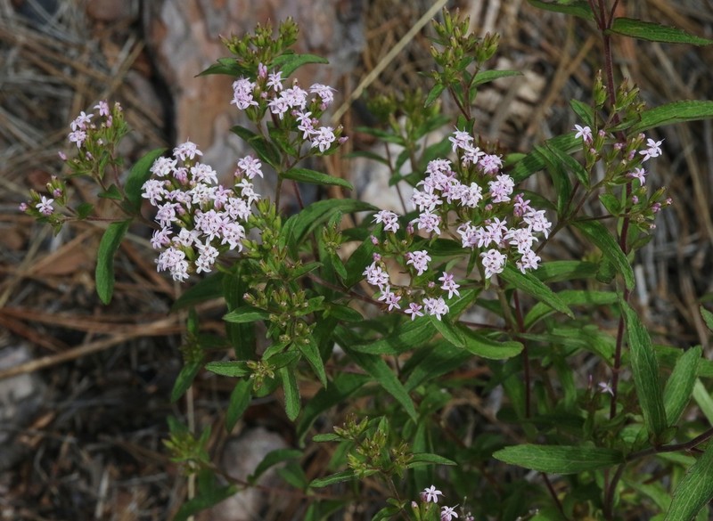 Plummer's Candyleaf photo 7