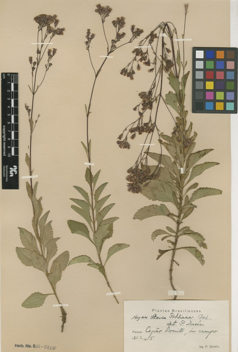 Stevia pohliana