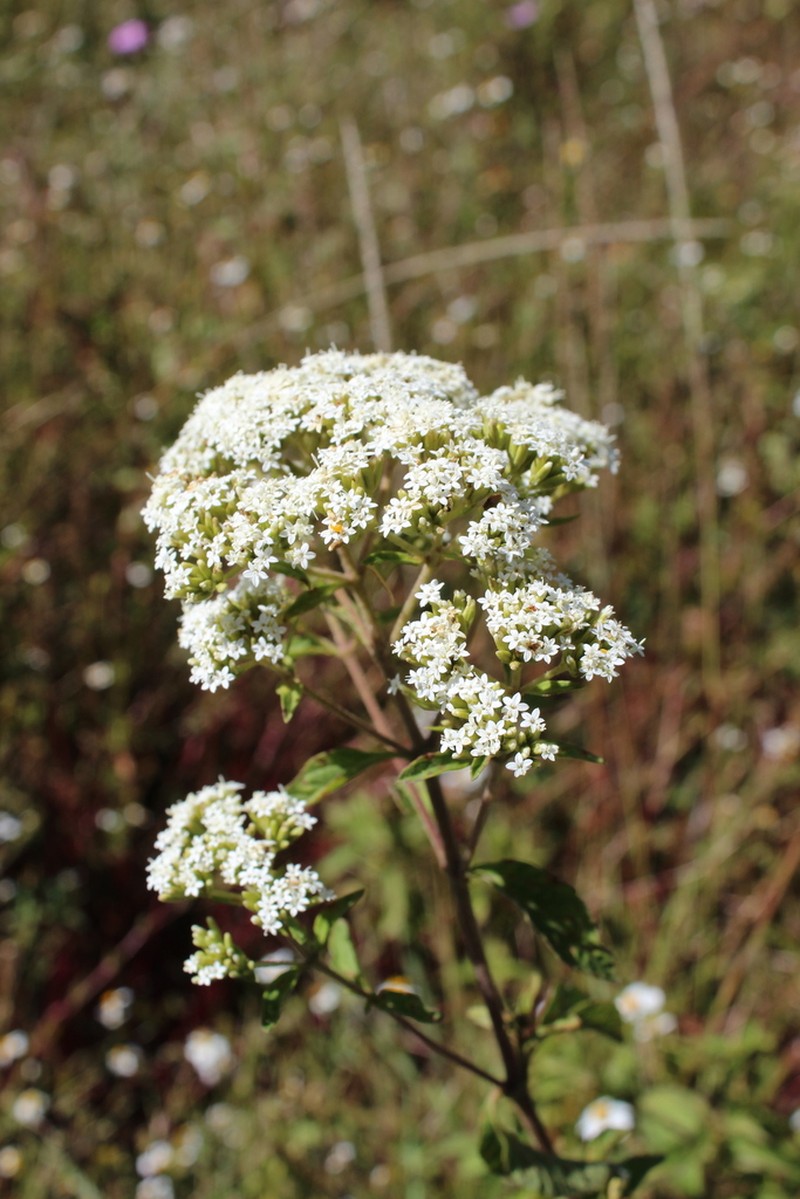 Stevia polycephala