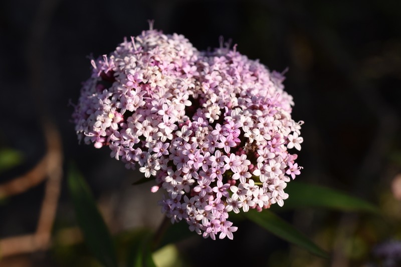 Stevia polycephala photo 2