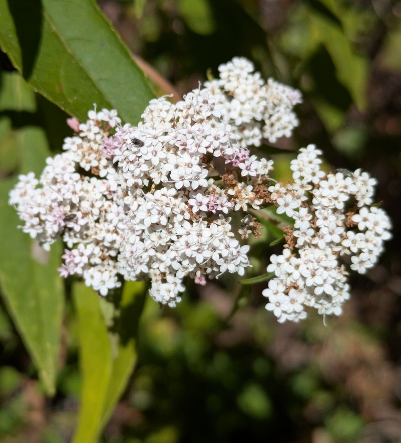 Stevia polycephala photo 4