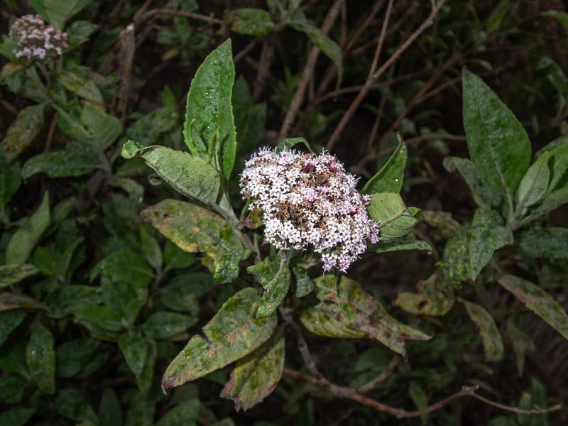 Stevia polycephala photo 5