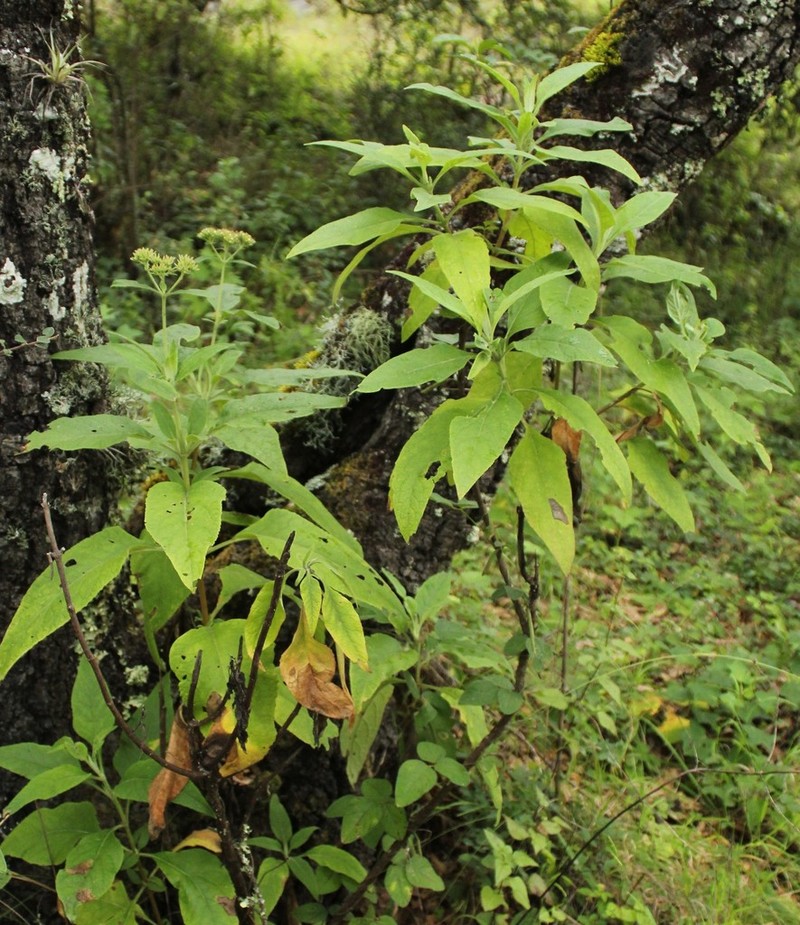 Stevia polycephala photo 6