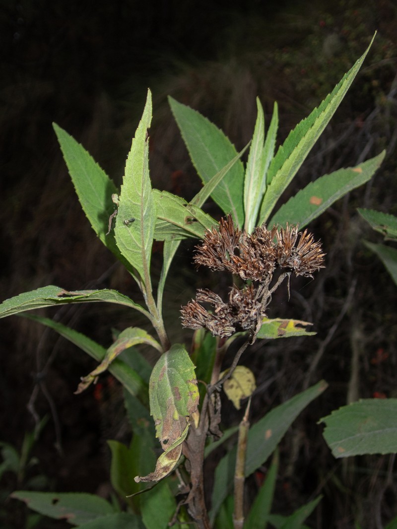 Stevia polycephala photo 7