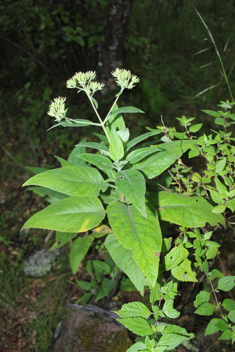 Stevia polycephala photo 8
