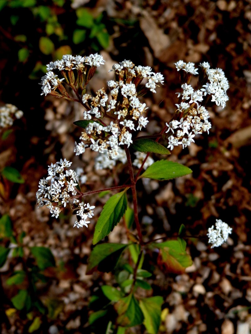 Stevia potosina