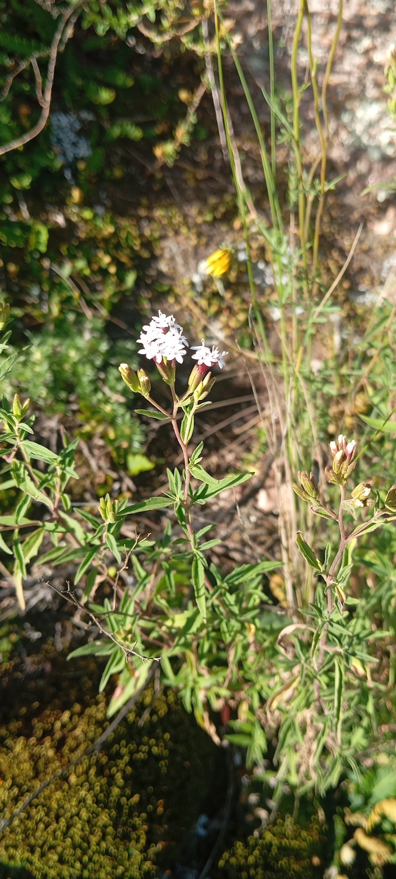 Stevia procumbens photo 2