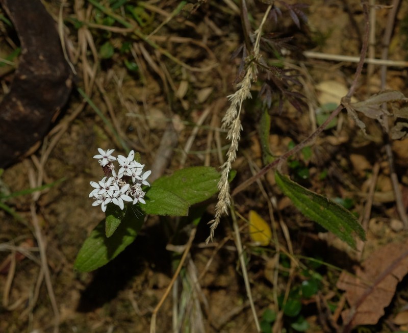 Stevia puberula