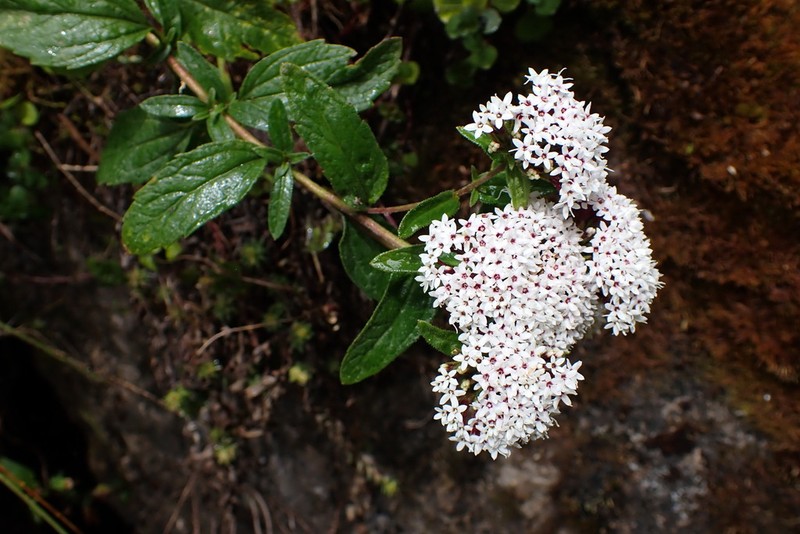 Stevia puberula photo 2