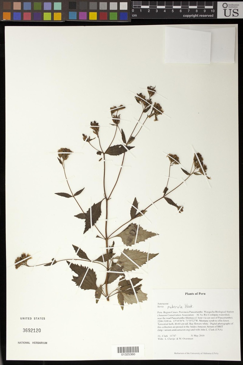 Stevia puberula photo 3