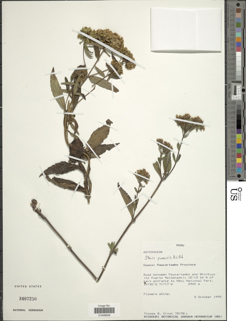Stevia punensis