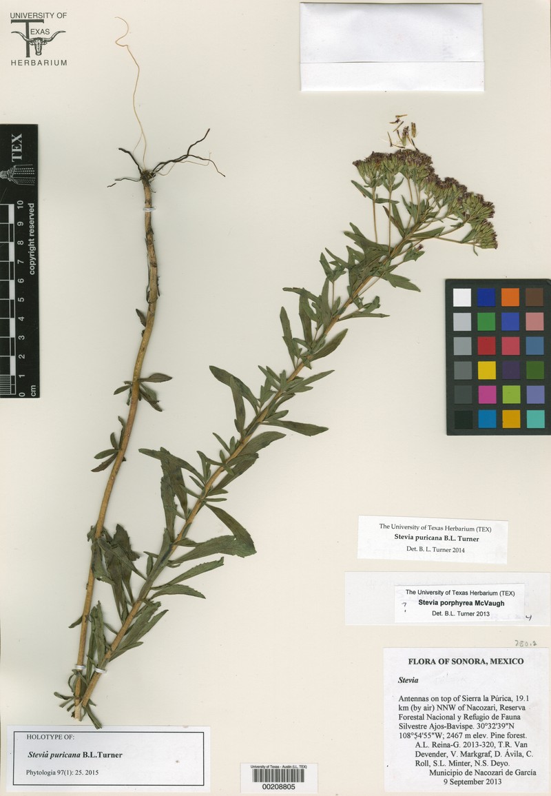 Stevia puricana